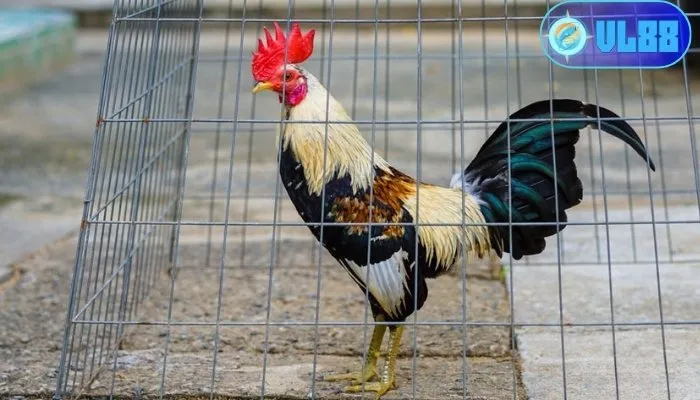 5 giống gà tre được đánh giá cao về khả năng chiến đấu
