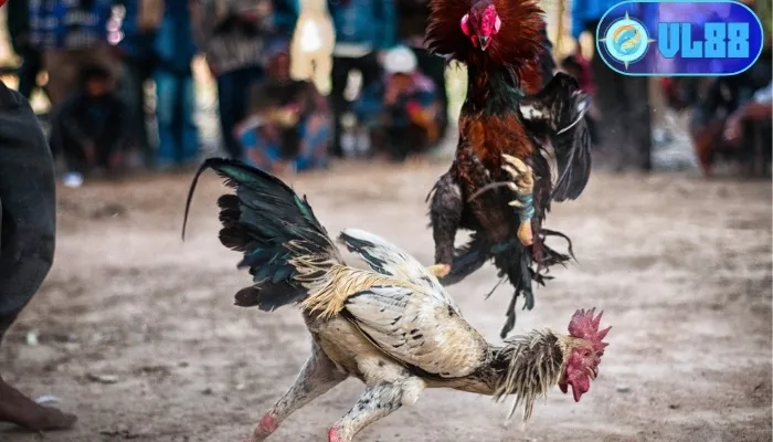 Đá gà Mỹ