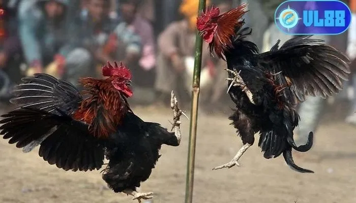 Đá gà Peru