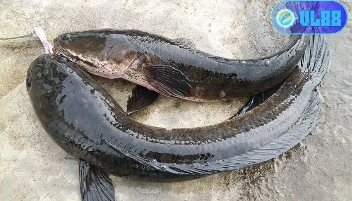 Giải mã giấc mơ thấy cá lóc