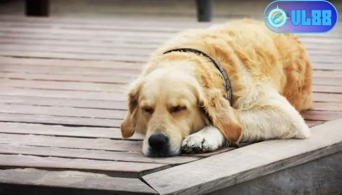 Giải mã giấc mơ thấy chó