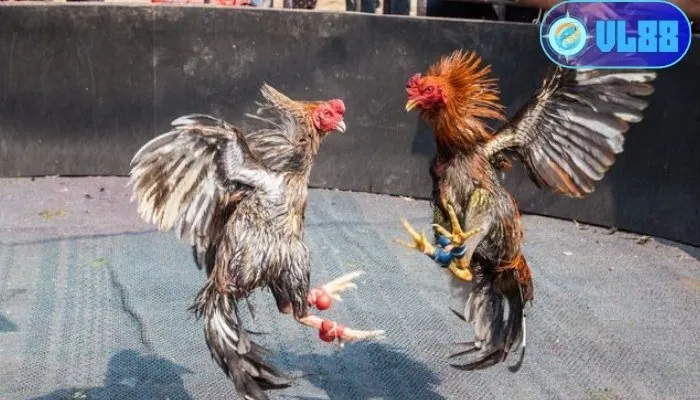 Lựa chọn gà chiến phù hợp cho đá gà