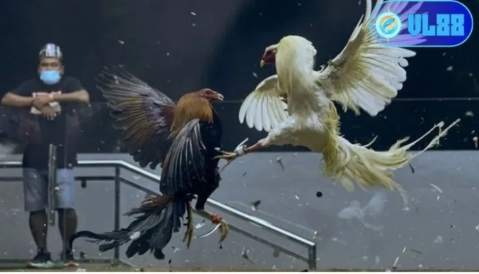 Luật chơi đá gà cựa tròn