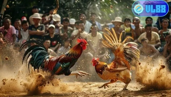 Luật chơi đá gà online