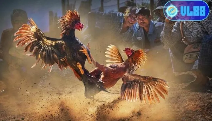 Luật đá gà miền Nam