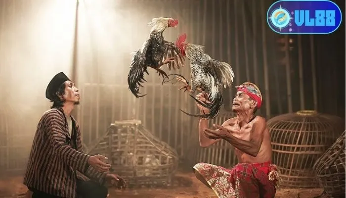 Mẹo chọn gà chọi hay