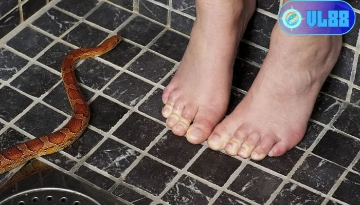 Mơ thấy rắn vào nhà