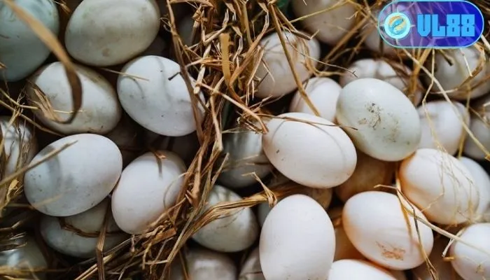 Mơ thấy trứng vịt