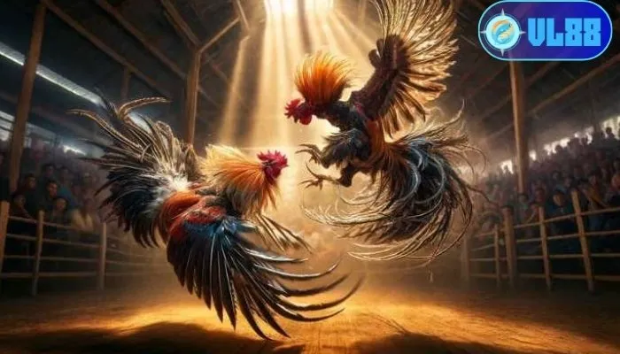 Tham gia đá gà mạng tại VL88