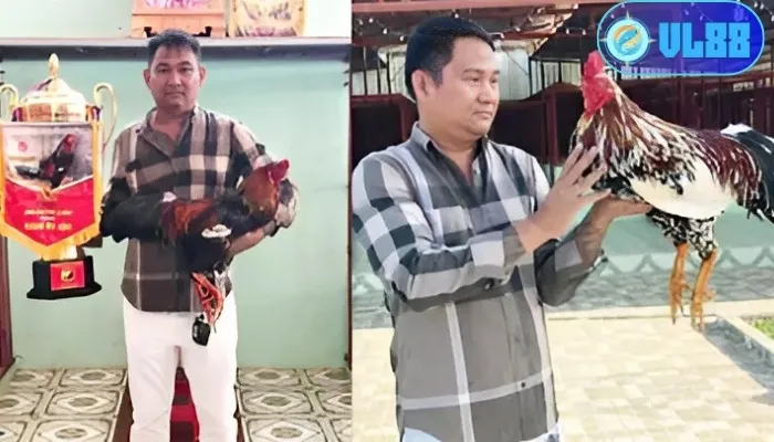 Trận đá gà 24 tỷ