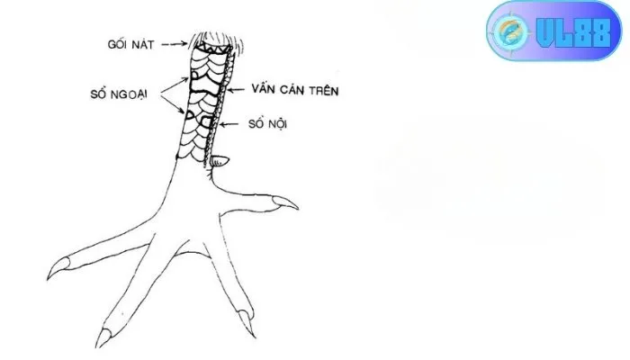Giới thiệu VL88 và 78 vảy gà tốt nên chọi