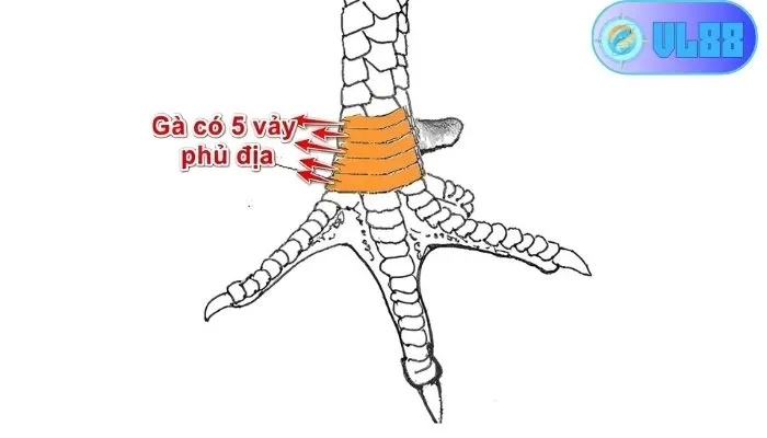 Kinh nghiệm từ cao thủ VL88 về 78 vảy gà tốt